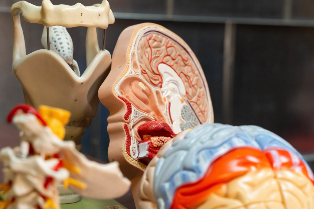 Photo of educational sculptures depicting speech anatomy.