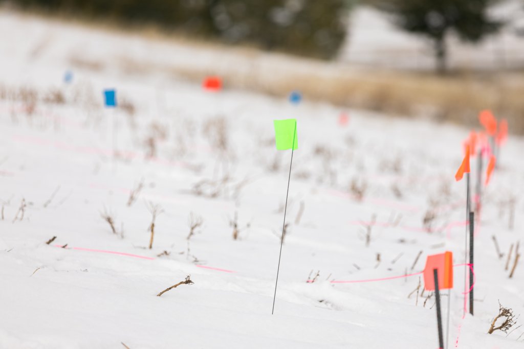 Colored flags show EWU prairie seeding sites.